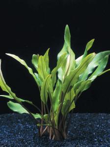 Криптокорина желтая (Cryptocoryne lutea)