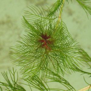 Перистолистник колосистый Уруть колосистая (Myriophyllum spicatum)