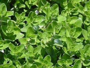 Бакопа каролинская (Bacopa caroliniana или Bacopa amplexicaulis)