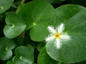 Болотноцветник (Nymphoides humboldtiana или Villacrisia humboldtiana)