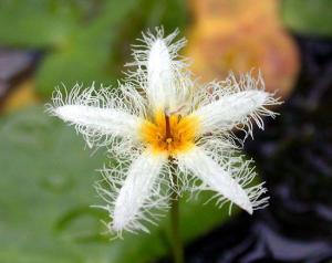 Болотноцветник (Nymphoides humboldtiana или Villacrisia humboldtiana)