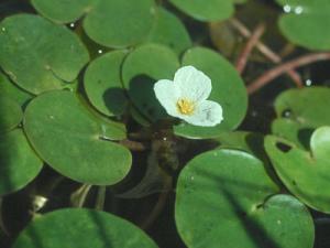 Водокрас лягушачий (Hydrocharis morsus-ranae, Linne.)