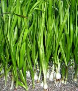 Кринум таиландский (Crinum thaianum)