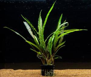 Криптокорина Балансе (Cryptocoryne balansae)