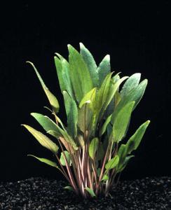 Криптокорина Пётча (Cryptocoryne petchii)