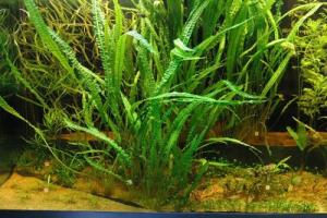 Криптокорина апоногенолистная (Cryptocoryne aponogetifolia)