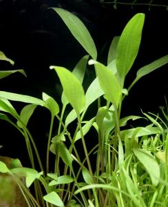 Криптокорина блестящая (Cryptocoryne lucens)