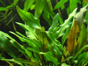 Криптокорина желтая (Cryptocoryne lutea)