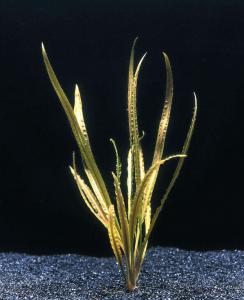 Криптокорина обратноспиральная (Cryptocoryne retrospiralis или Cryptocoryne  tonkinensis)