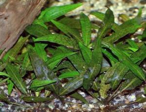 Криптокорина родственная (Cryptocoryne affinis или Cryptocoryne haerteliana)