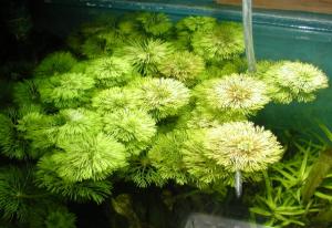 Лимнофила сидячецветковая (Limnophila sessiliflora)