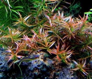 Людвигия дугообразная (Ludwigia arcuata)