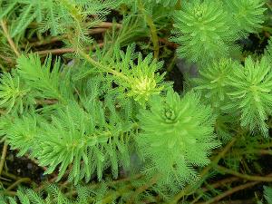 Перистолистник бразильский (Myriophyllum brasiliense)