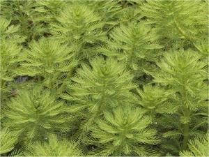 Перистолистник бразильский (Myriophyllum brasiliense)