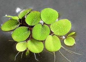 Сальвиния ушастая (Salvinia auriculata)