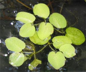 Сальвиния ушастая (Salvinia auriculata)